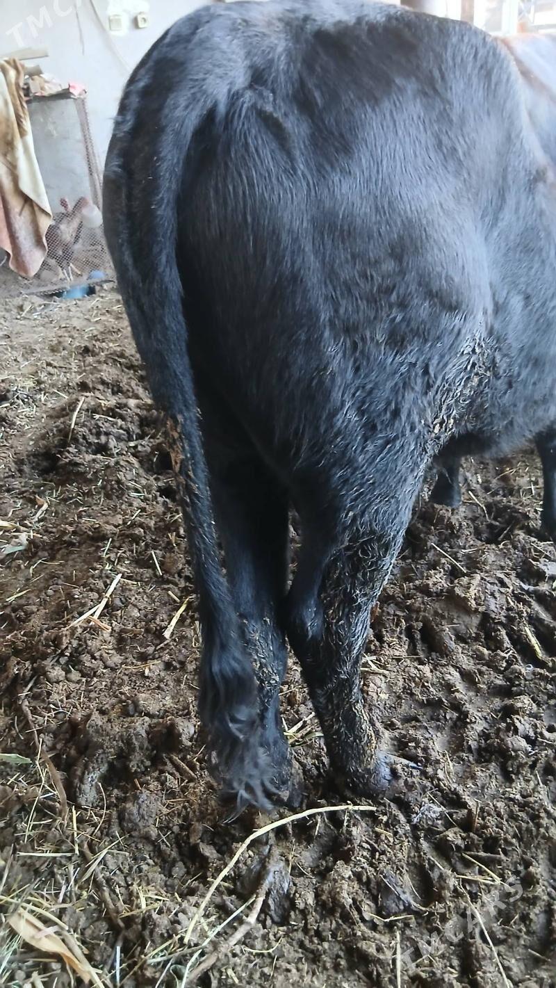 окуз баклык - Çärjew - img 2