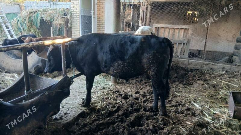 окуз баклык - Çärjew - img 4