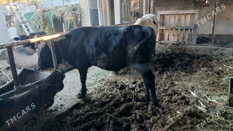 окуз баклык - Çärjew - img 3