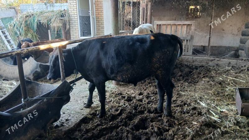 окуз баклык - Çärjew - img 5