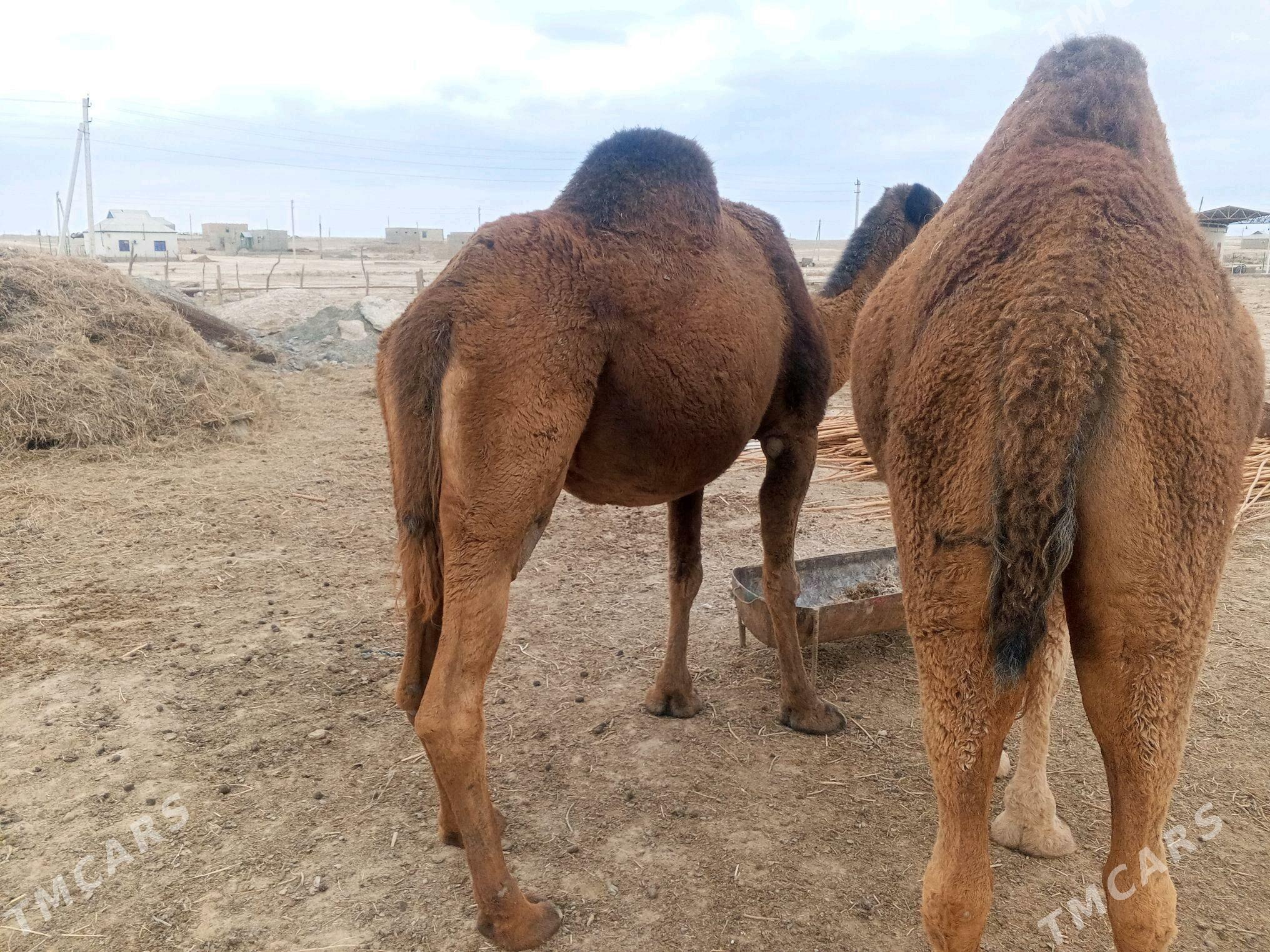 duye - Etrek - img 2