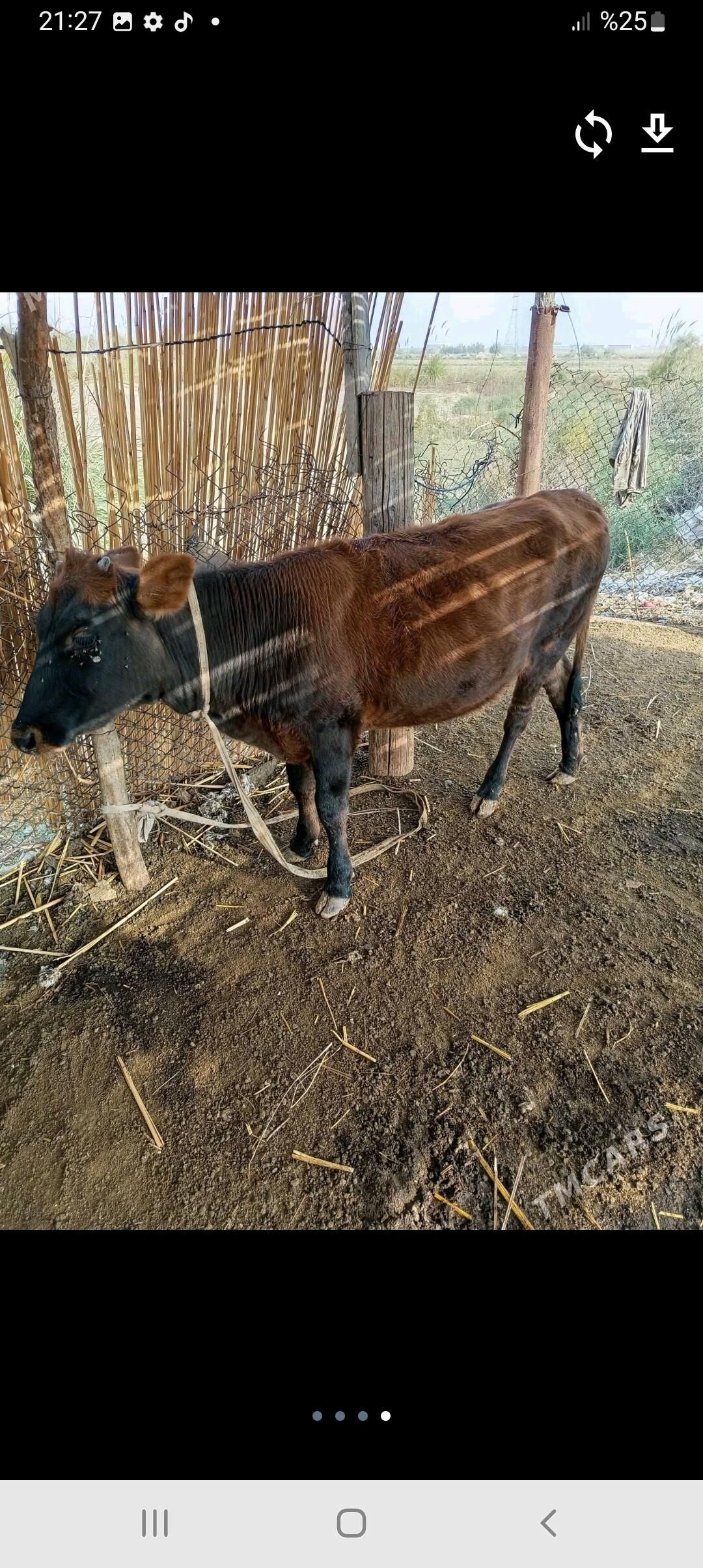 gulajyn - Мургап - img 2