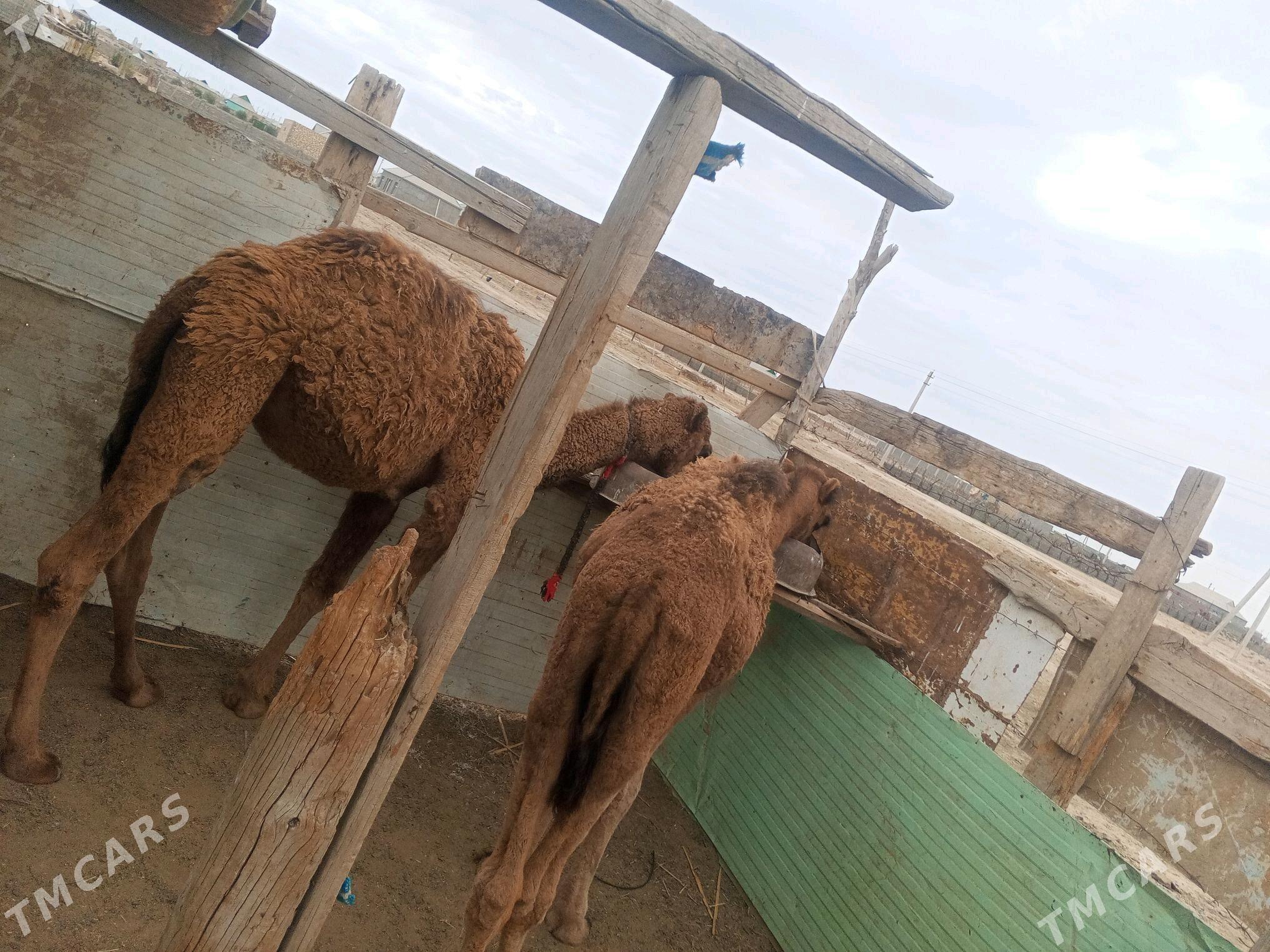 duye - Etrek - img 3