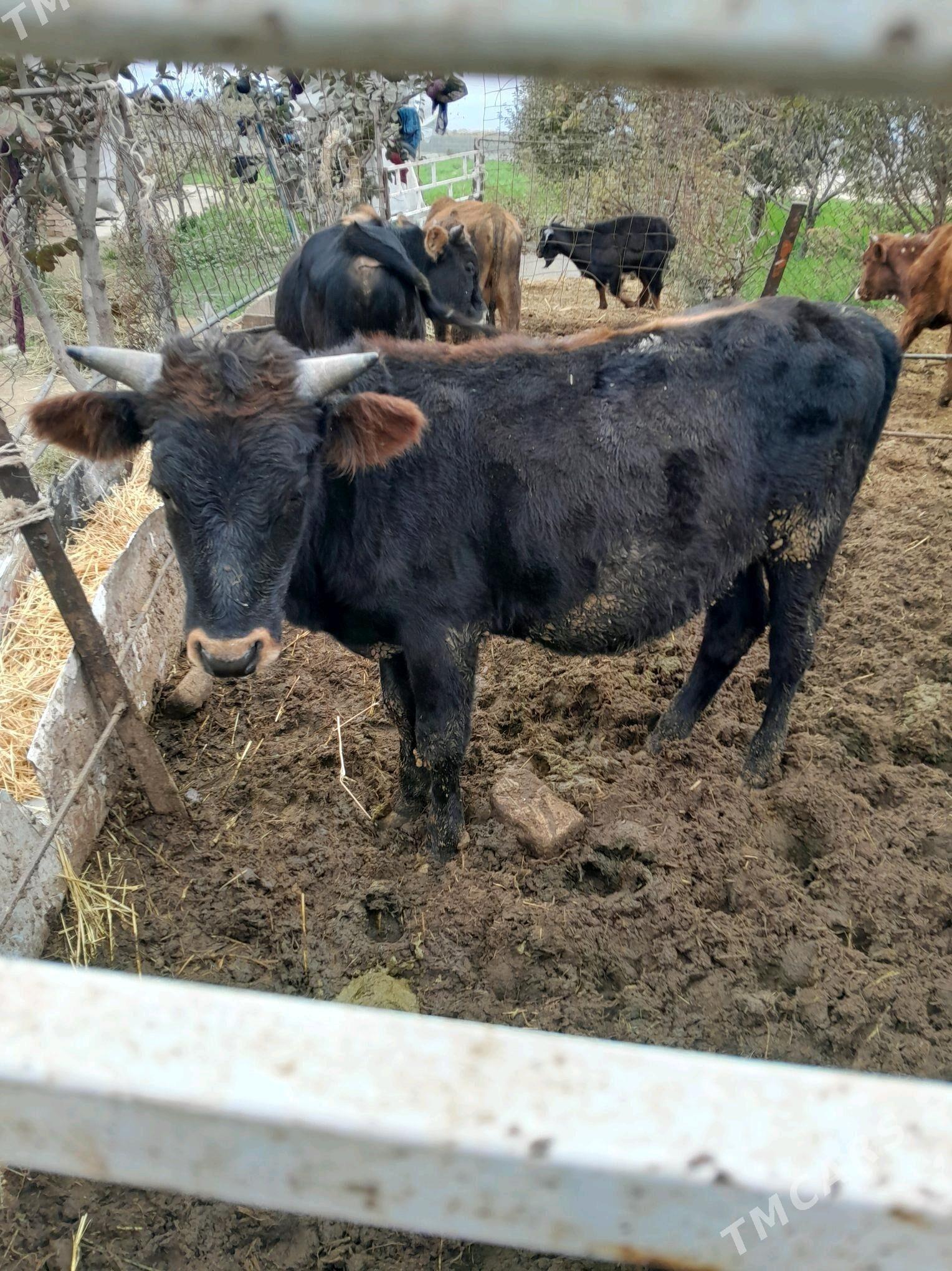 öküz - Бахарден - img 1