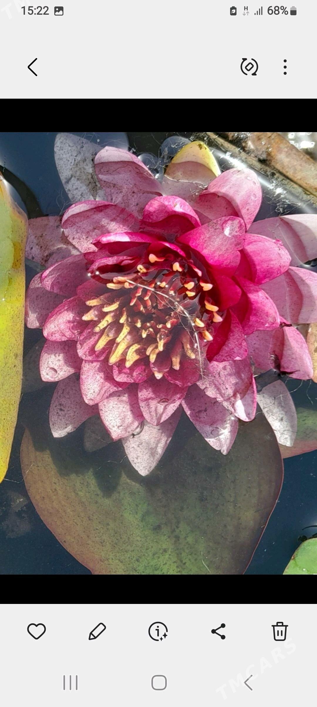 Кувшинки - Aşgabat - img 1