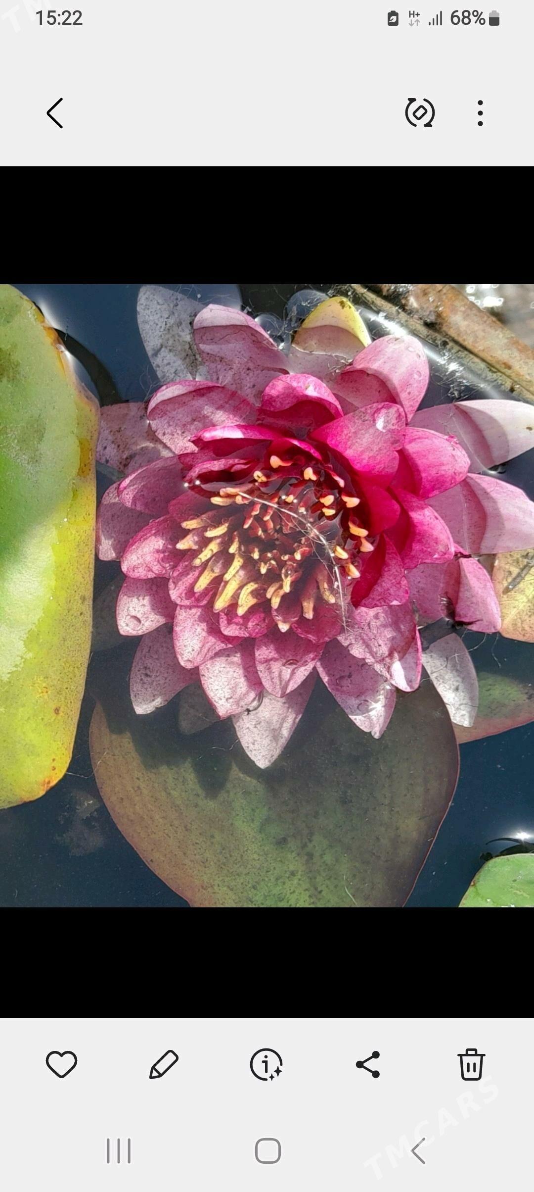 Кувшинки - Aşgabat - img 3