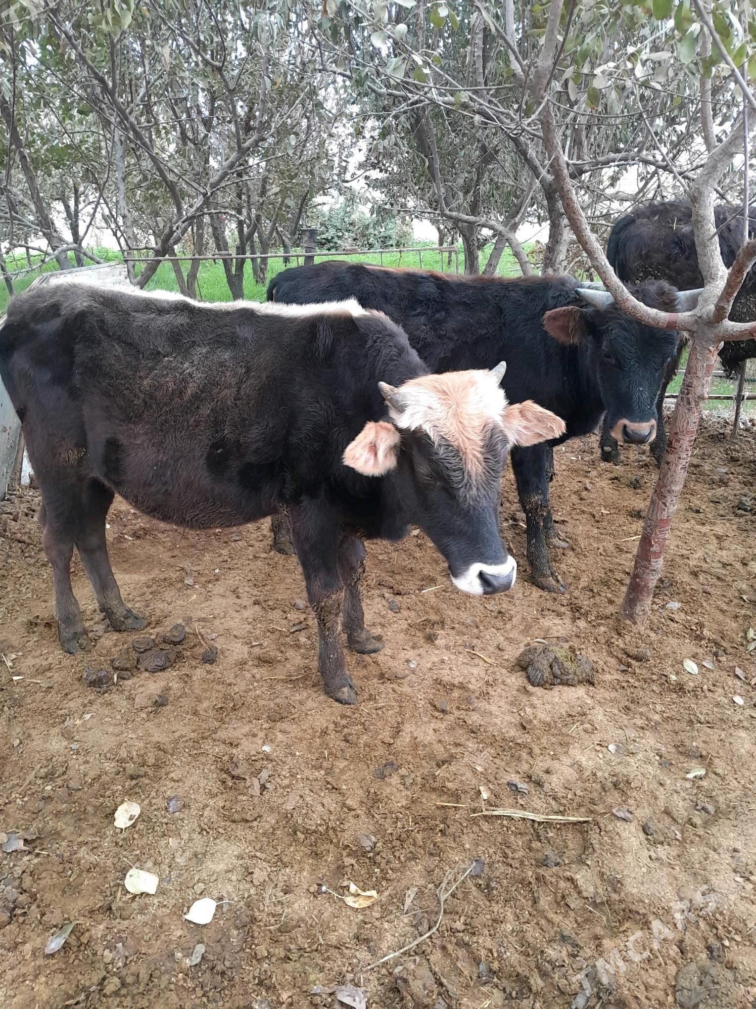 öküz - Бахарден - img 2