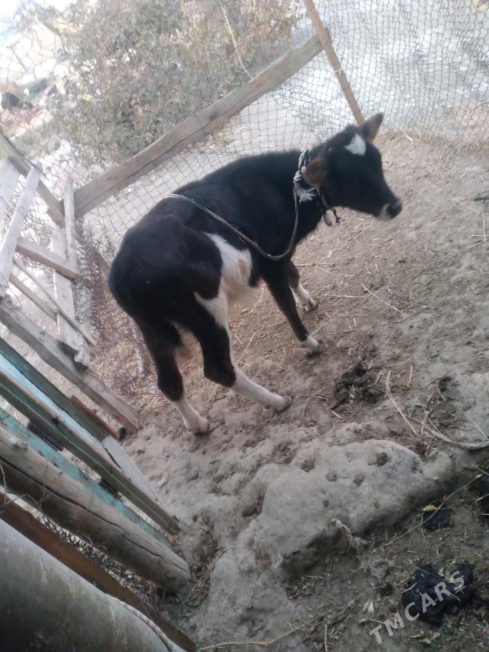 Òkùz - Bäherden - img 2