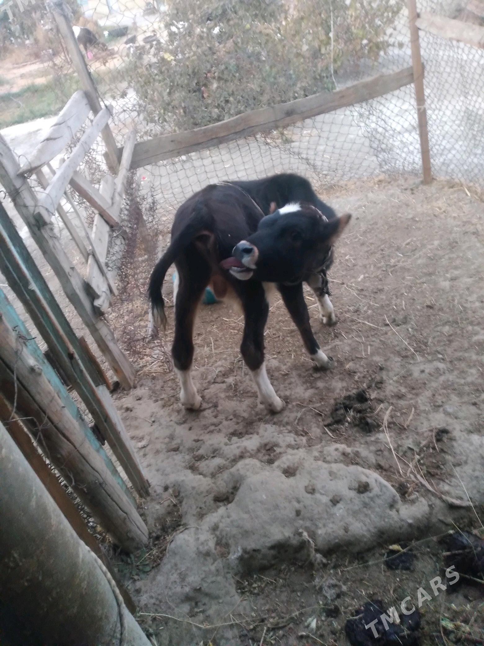 Òkùz - Bäherden - img 3