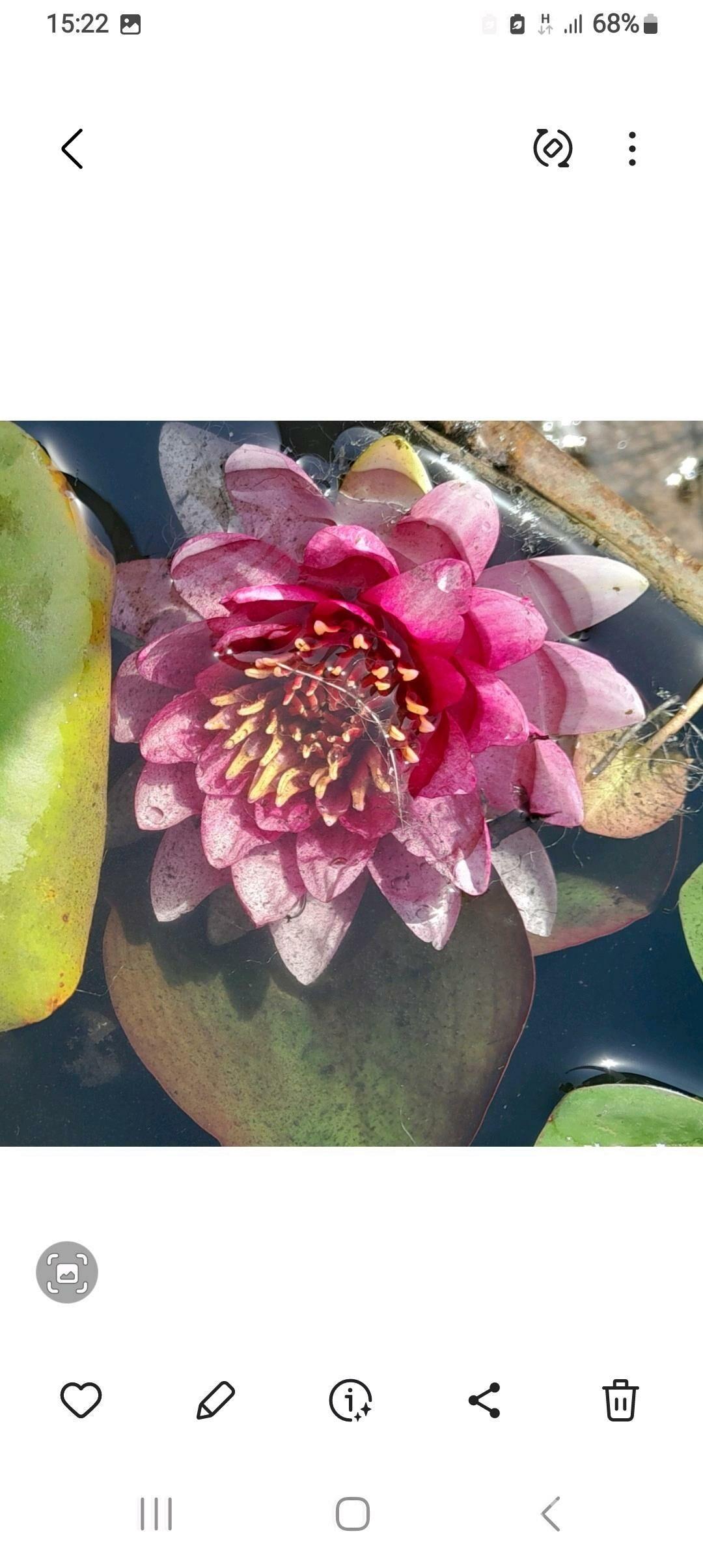 Кувшинки - Aşgabat - img 2