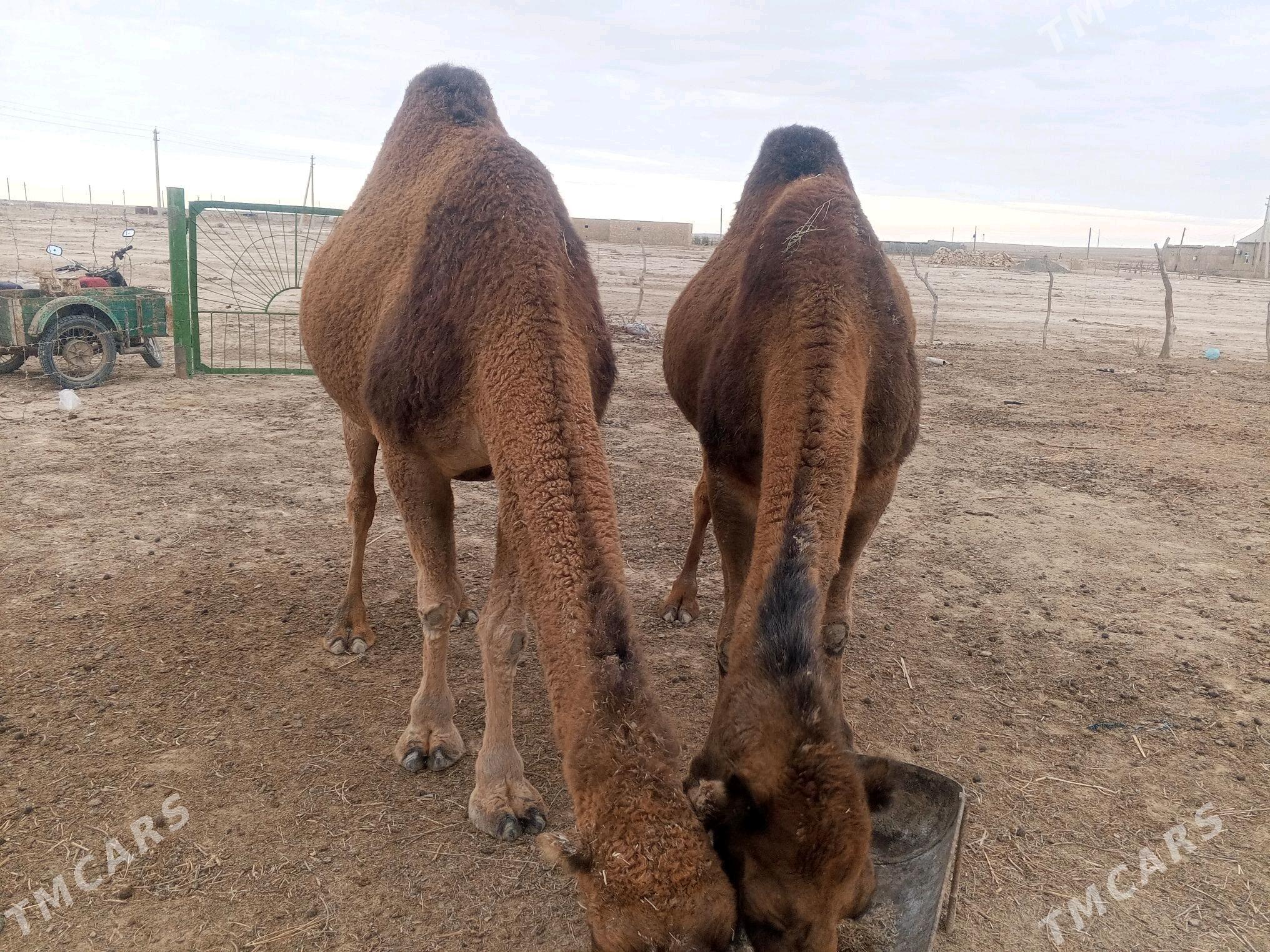 duye - Etrek - img 4