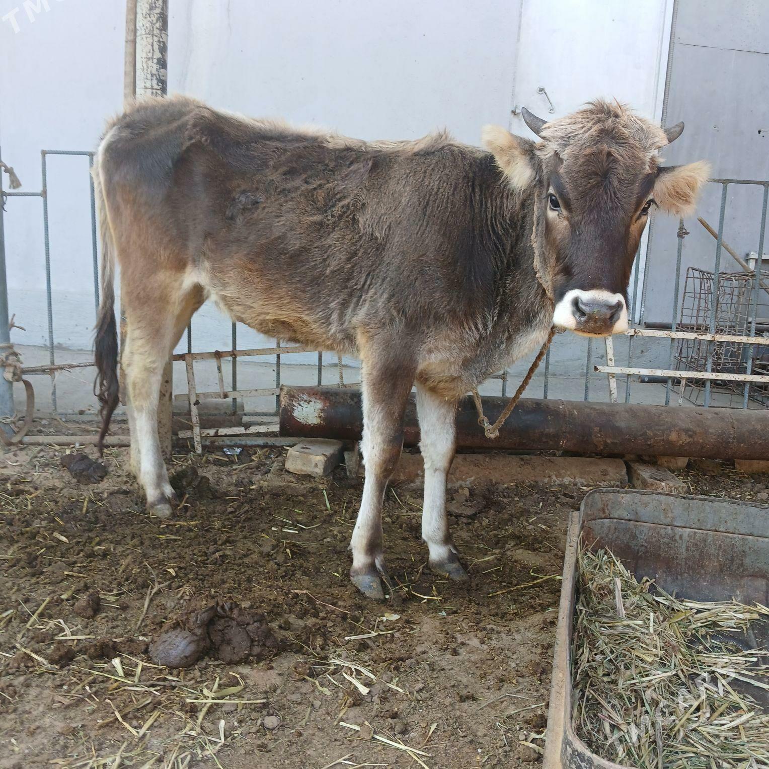 tuwe - Aşgabat - img 1