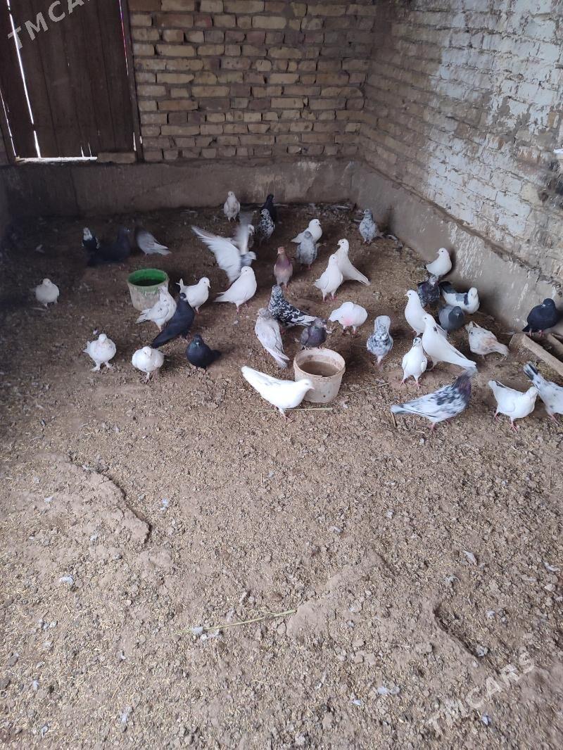 kepder - Дянев - img 2