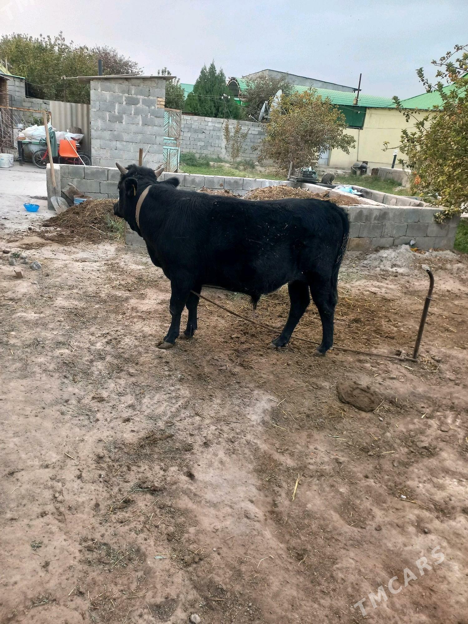 Öküz - Änew - img 2