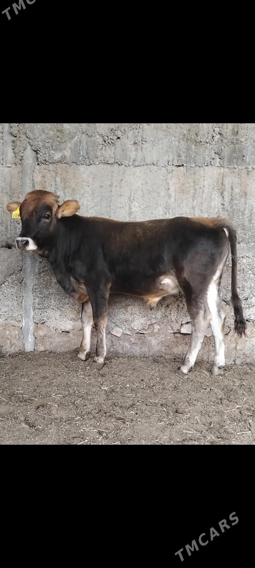 ŠWES OKUZ - Бузмеин - img 5