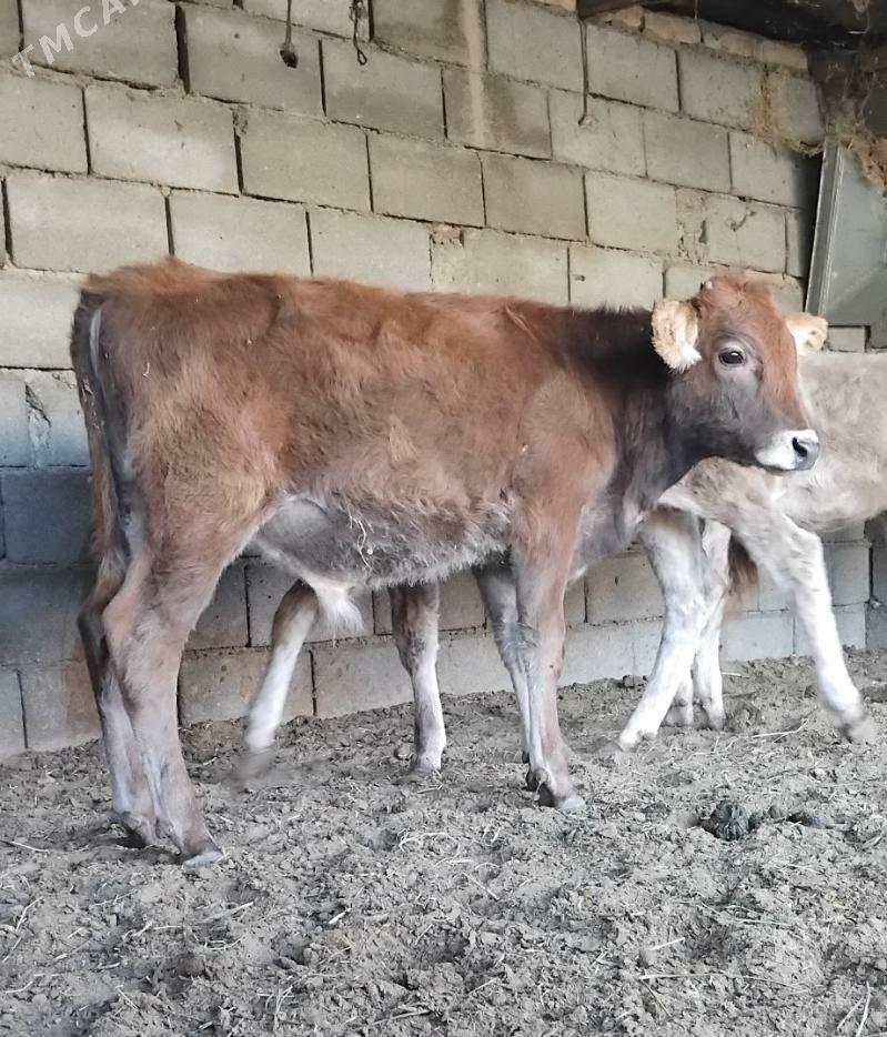 ŠWES OKUZ - Бузмеин - img 3