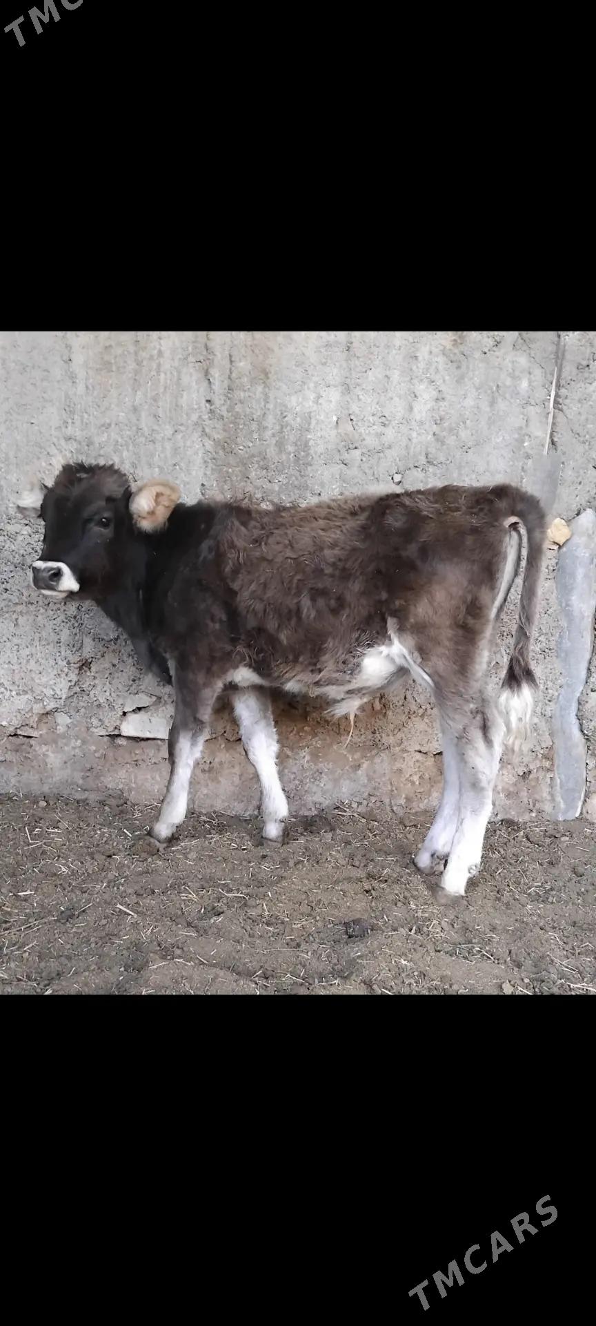 ŠWES OKUZ - Бузмеин - img 4