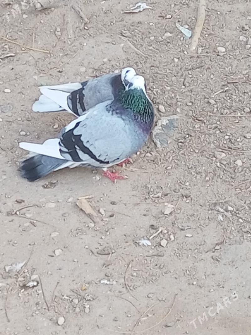 Kepderi - Balkanabat - img 2