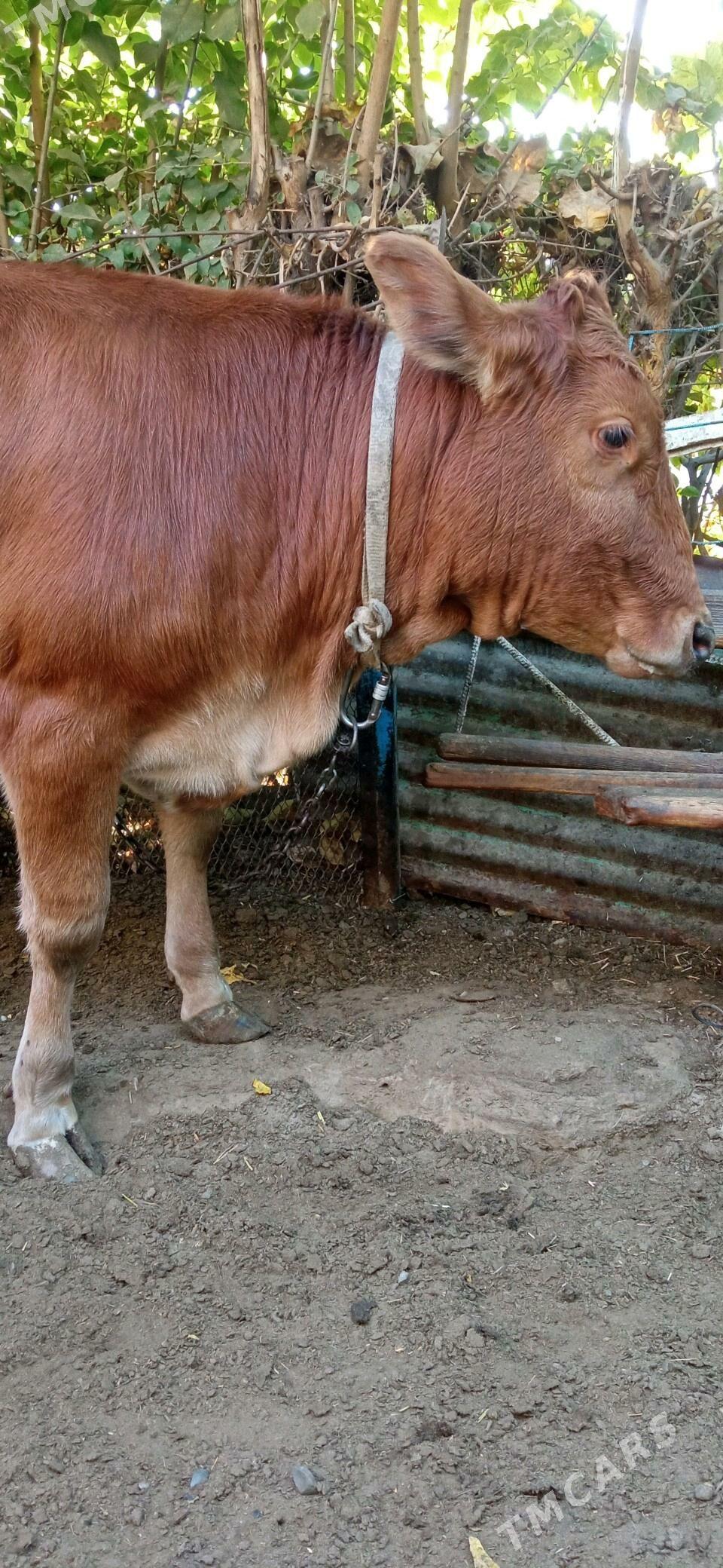 tuwe - Aşgabat - img 2