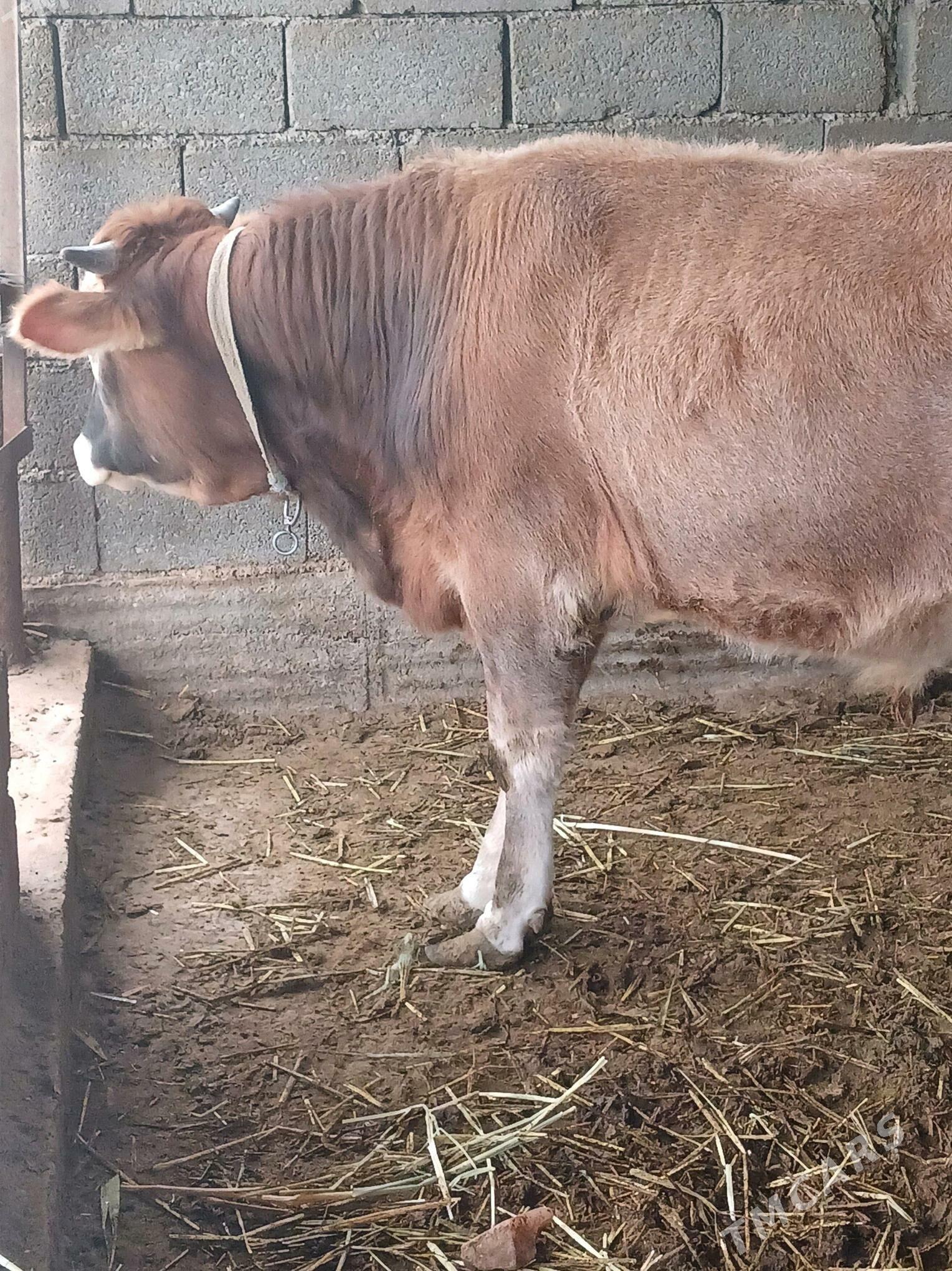 Ökuz - Гёкдже - img 4