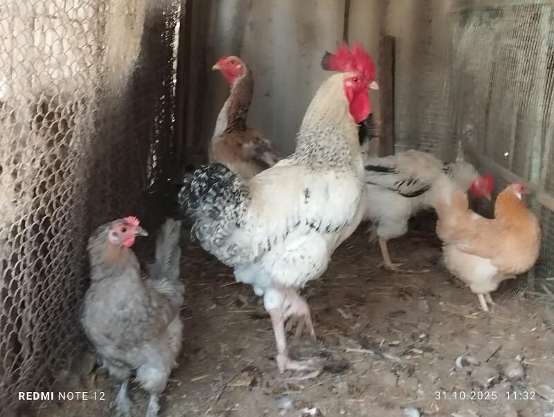 indautka - Mary - img 9