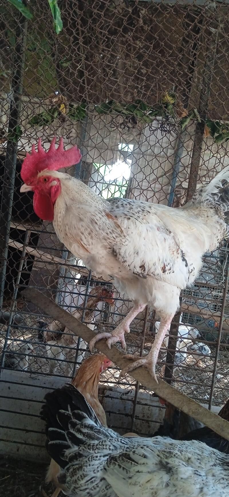 indautka - Mary - img 8