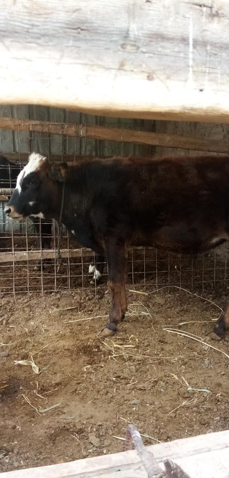 Бык - Türkmenabat - img 1