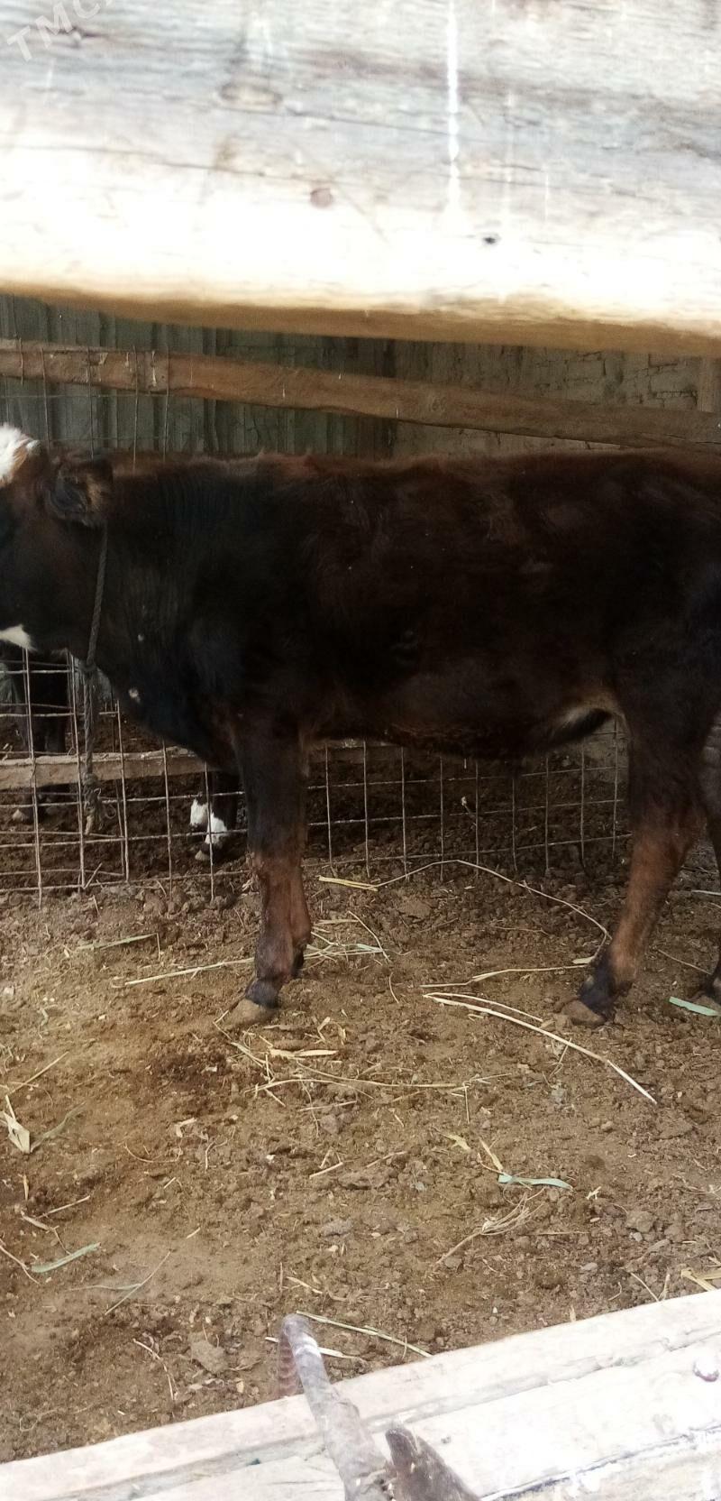 Бык - Türkmenabat - img 3