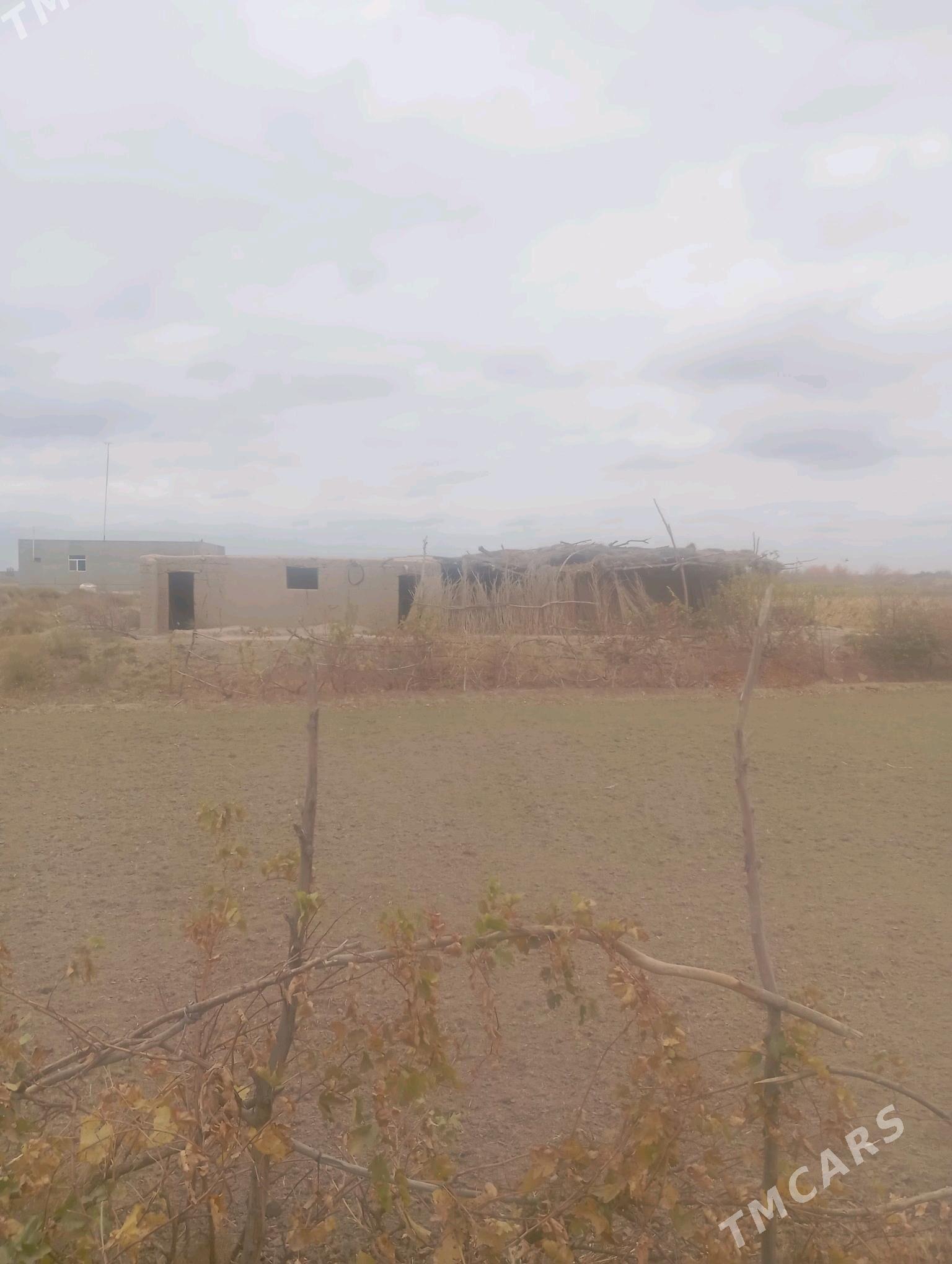 MOLTYPDA JAY GYSSAGLY - Гороглы (Тагта) - img 6