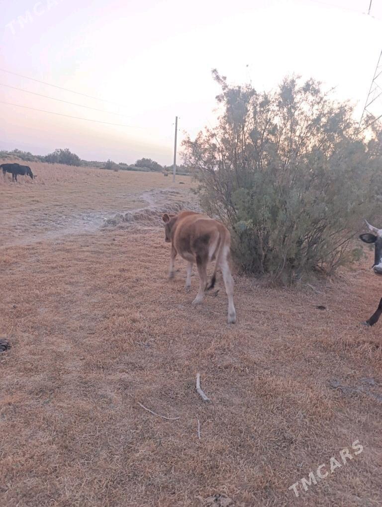 tuwe gole - Кака - img 3