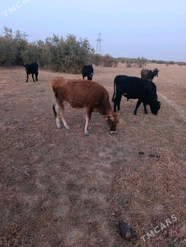 tuwe gole - Кака - img 2