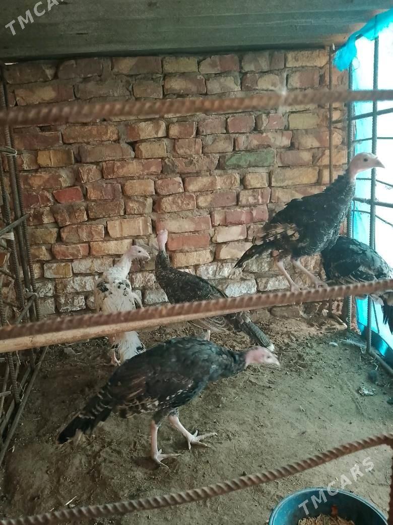 induk - Теджен - img 2