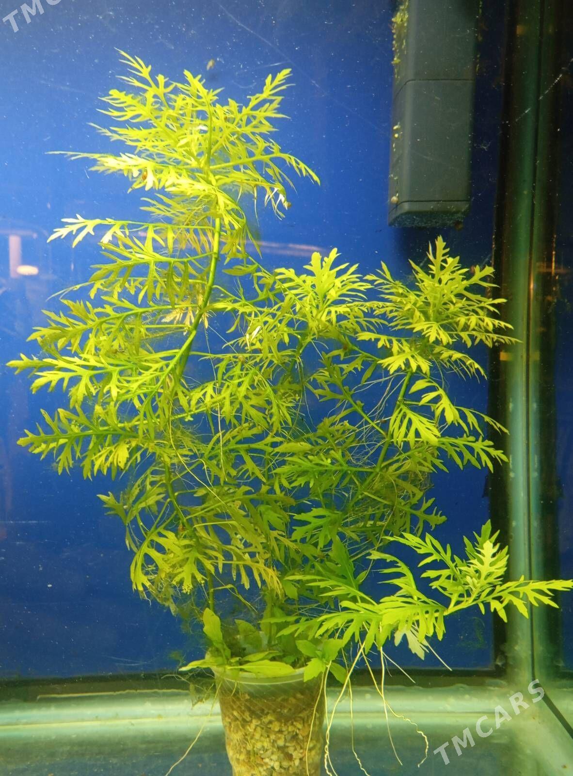 wodorosli водоросли - Aşgabat - img 1