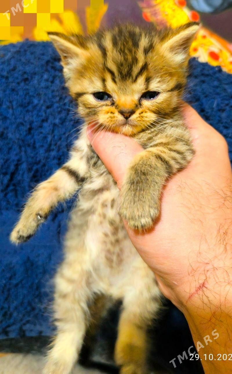 ШОТЛАНДСКИЕ КОТЯТА - Ашхабад - img 2