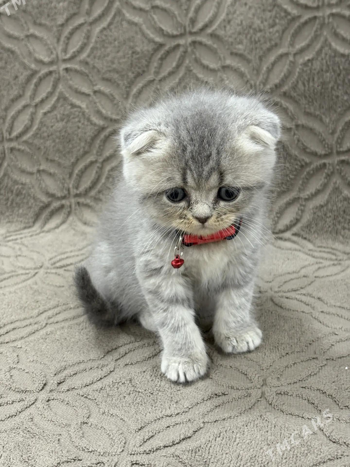 ШОТЛАНДСКИЕ КОТЯТА - Ашхабад - img 1