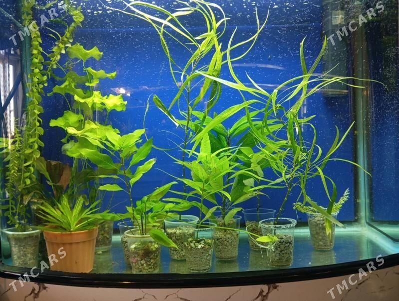 wodorosli водоросли - Aşgabat - img 8