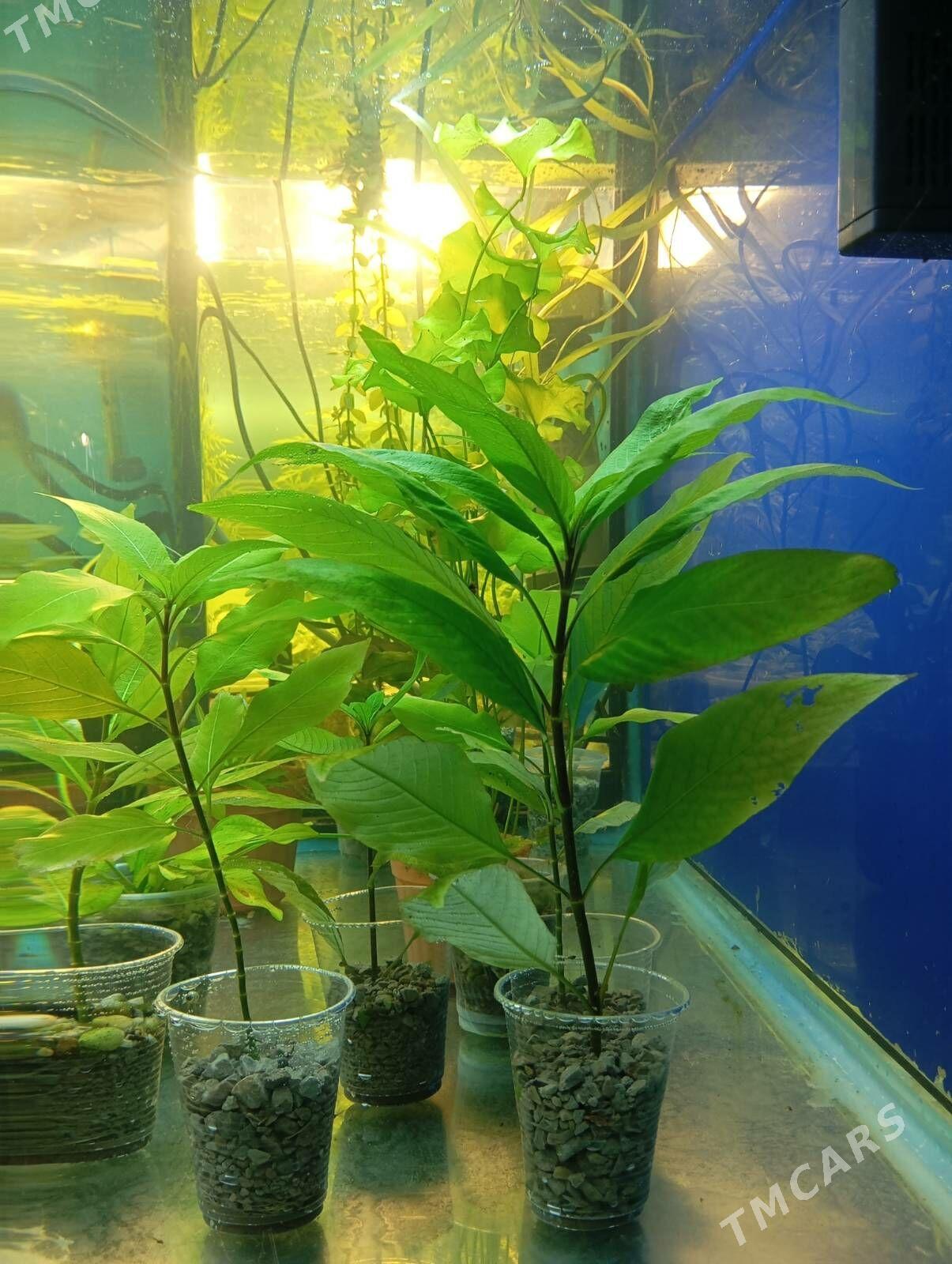 wodorosli водоросли - Aşgabat - img 2