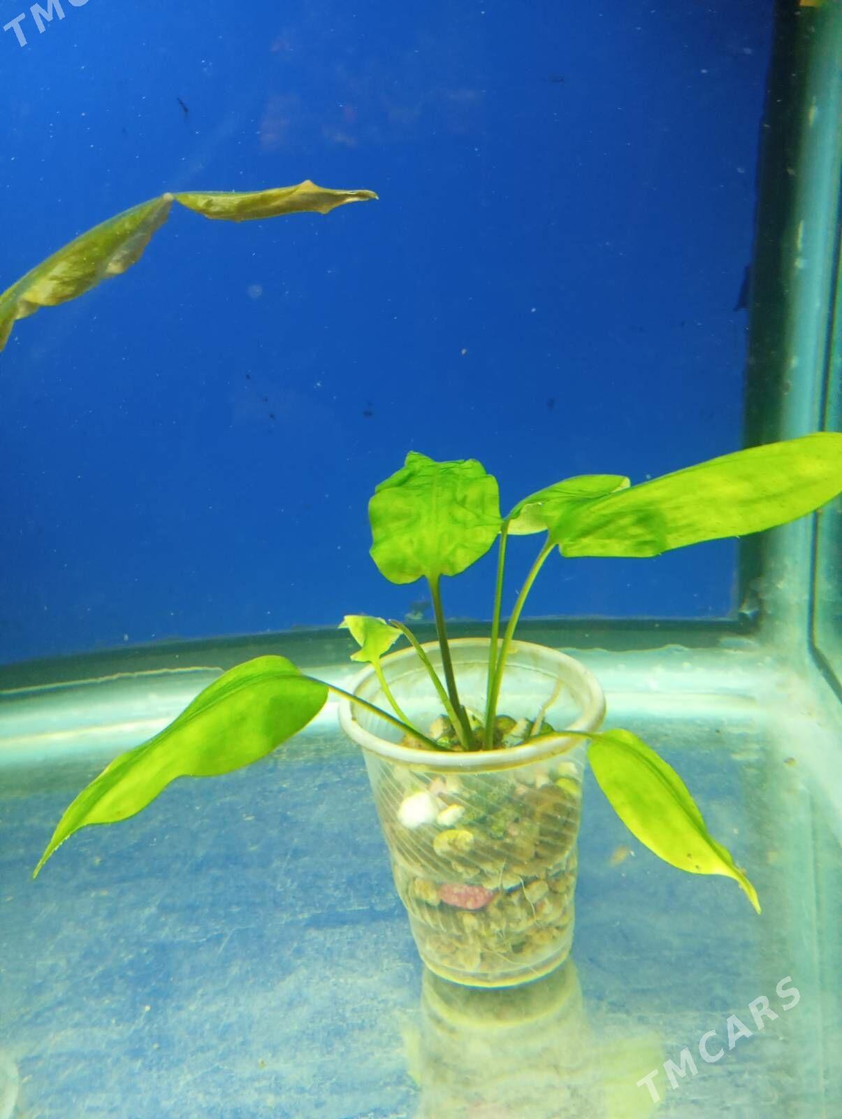 wodorosli водоросли - Aşgabat - img 4