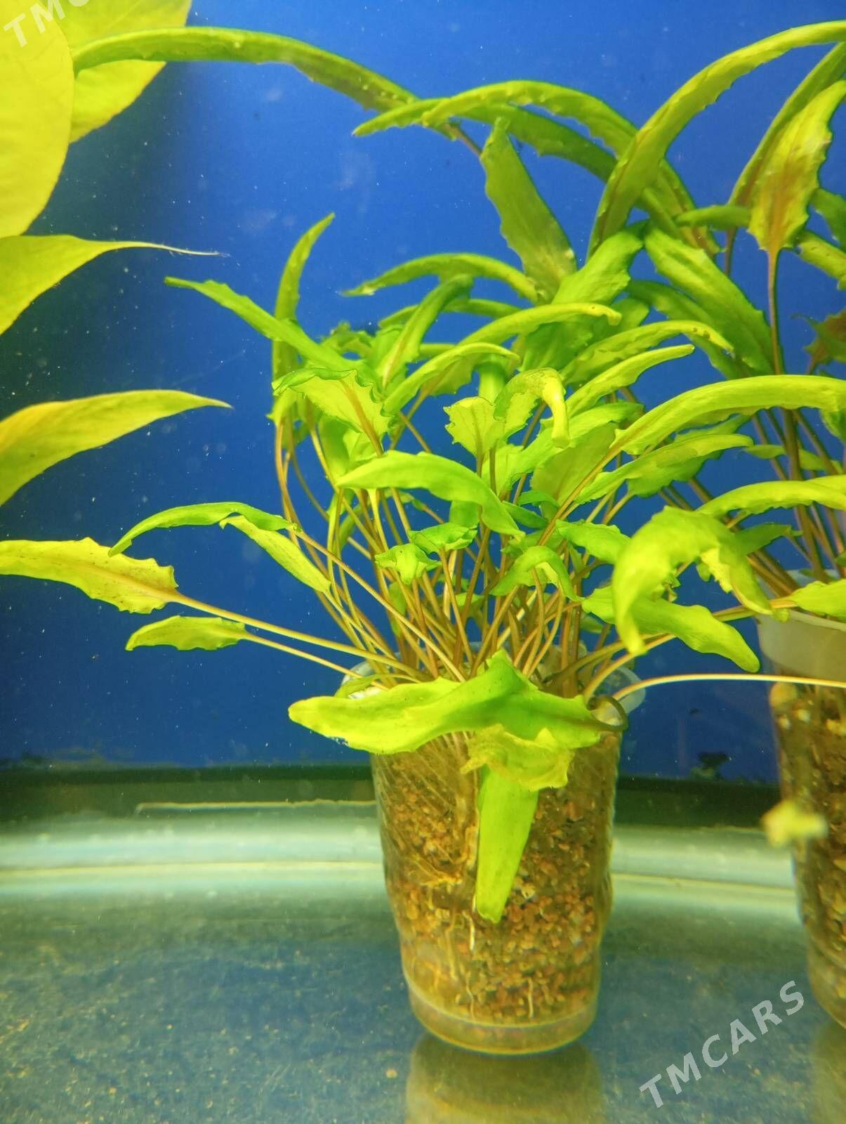 wodorosli водоросли - Aşgabat - img 7