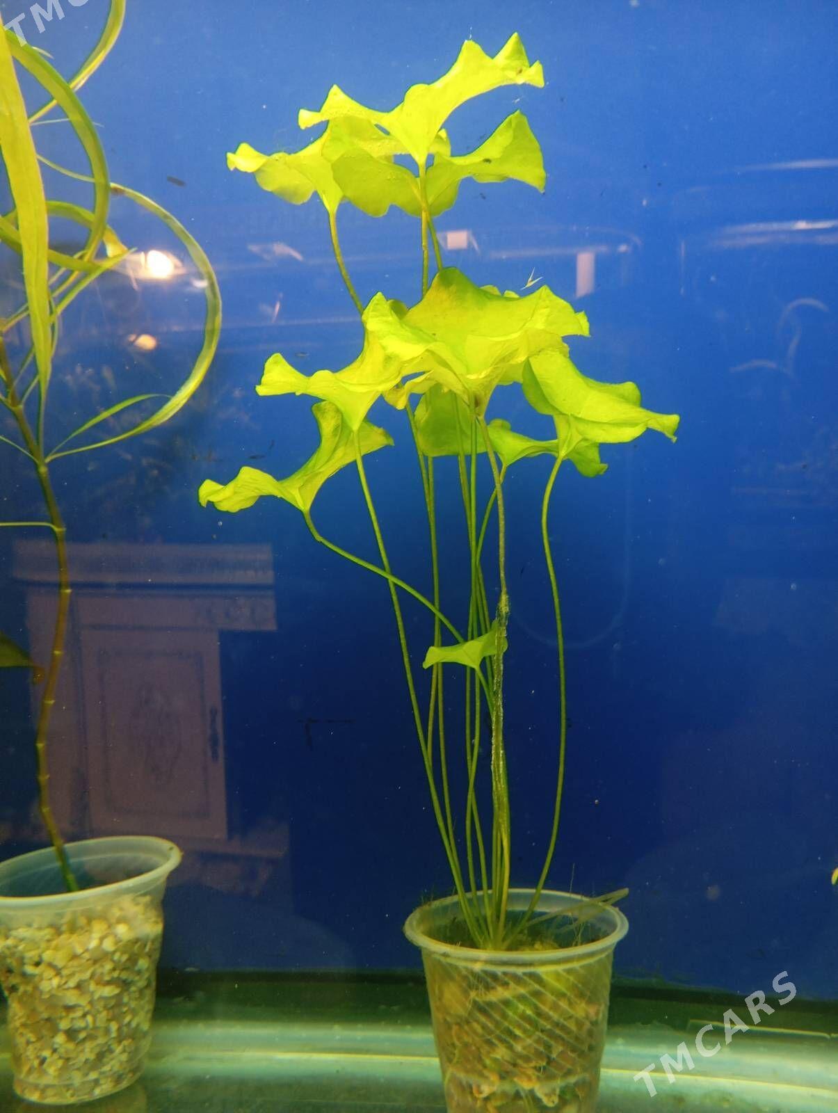 wodorosli водоросли - Aşgabat - img 6