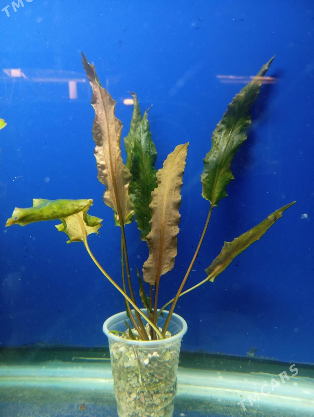 wodorosli водоросли - Aşgabat - img 3