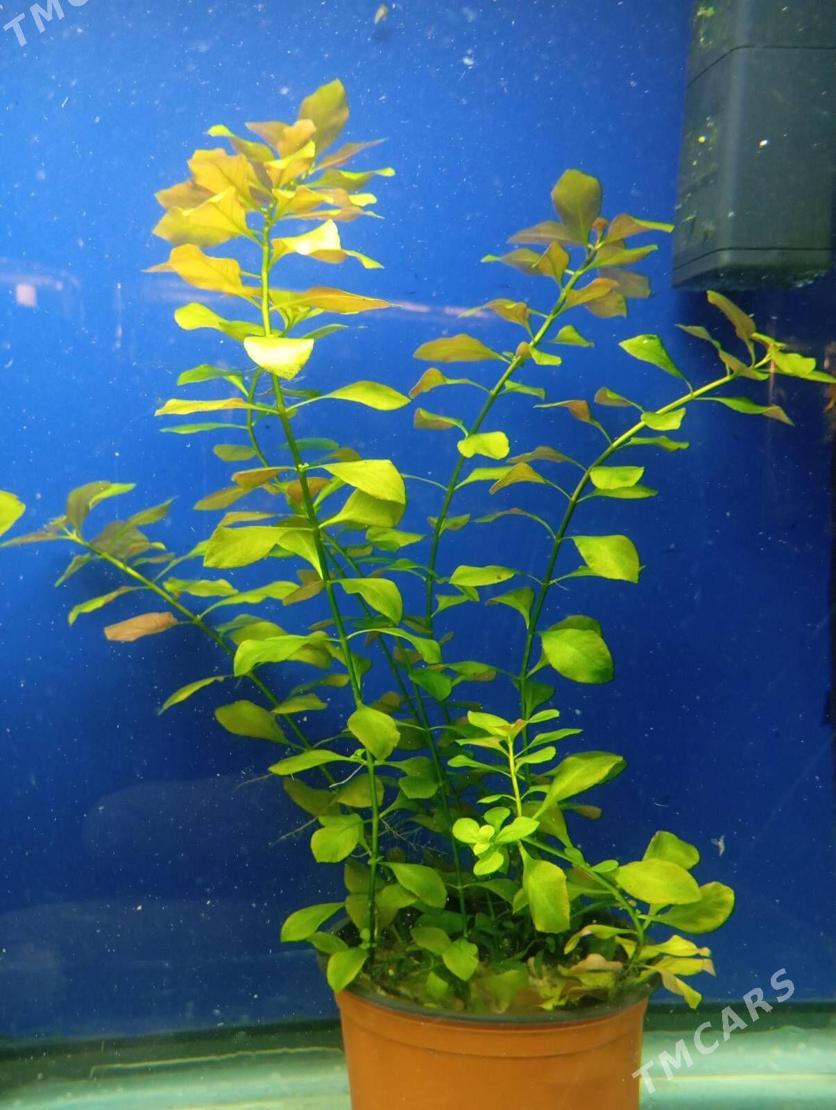 wodorosli водоросли - Aşgabat - img 5