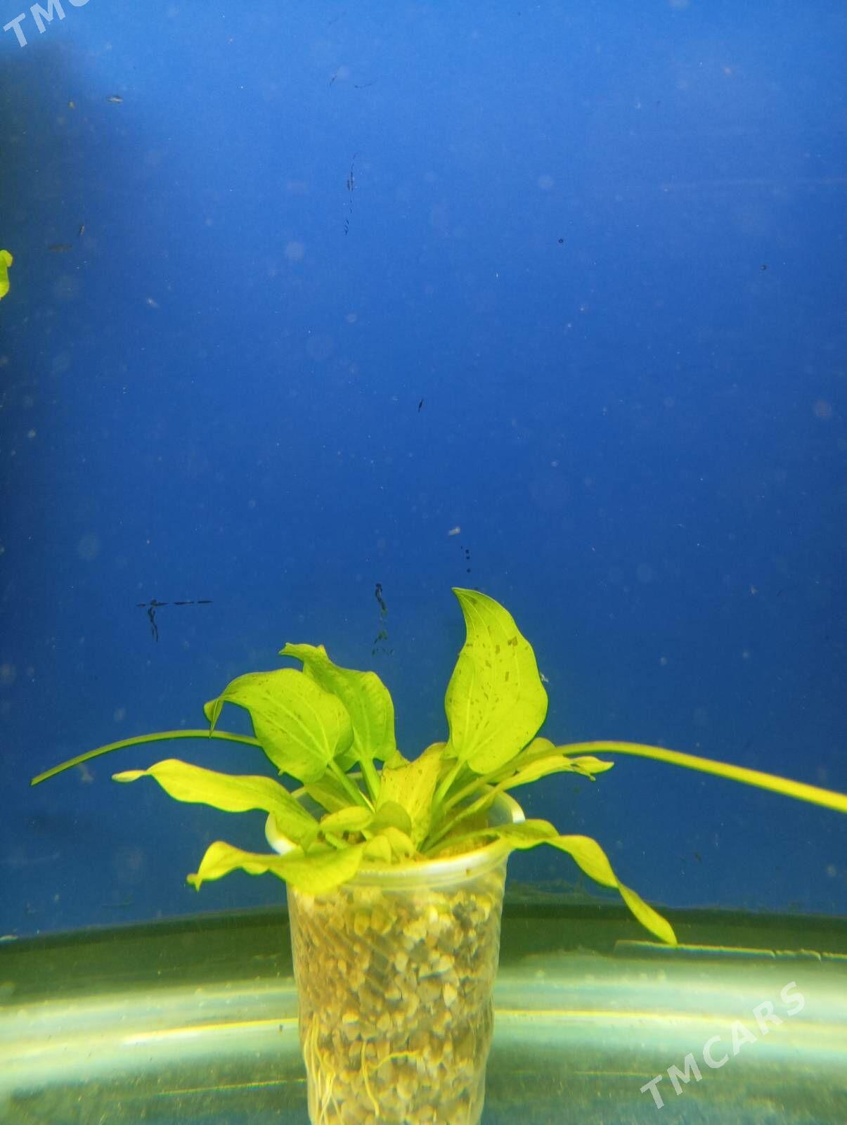 wodorosli водоросли - Aşgabat - img 10