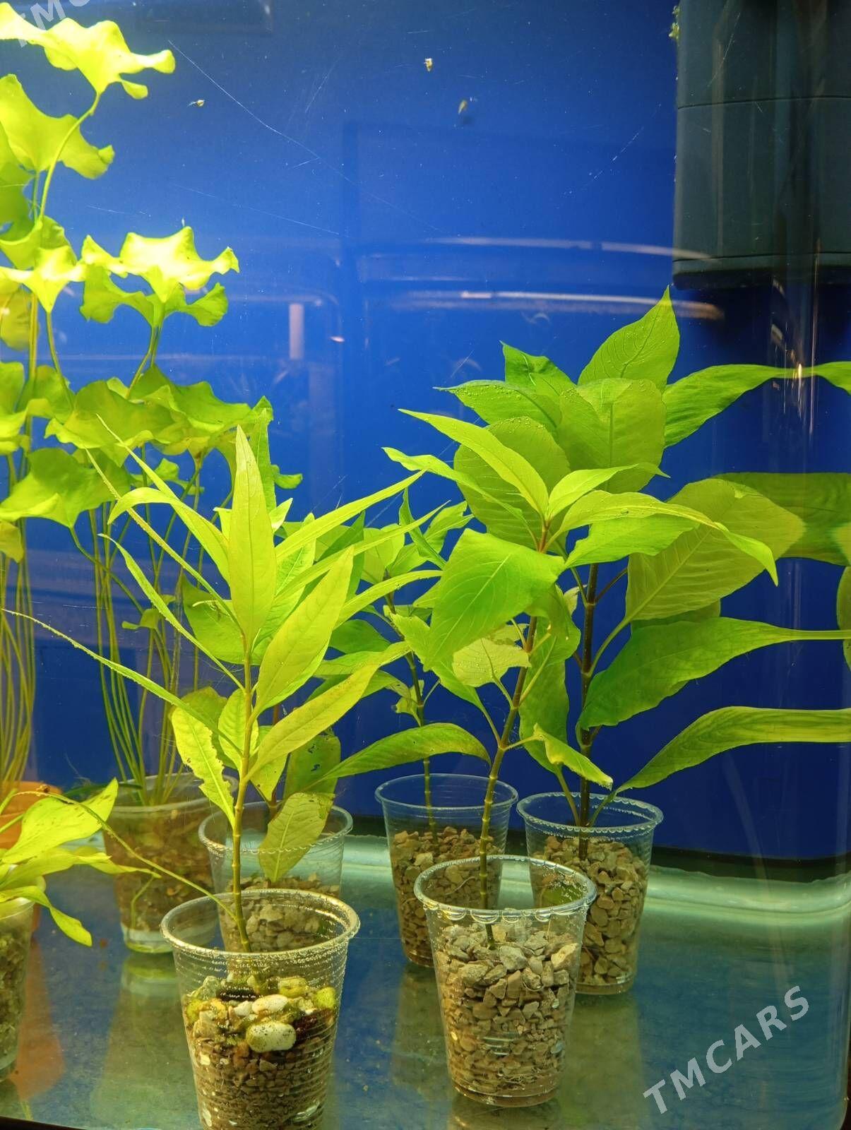 wodorosli водоросли - Aşgabat - img 9