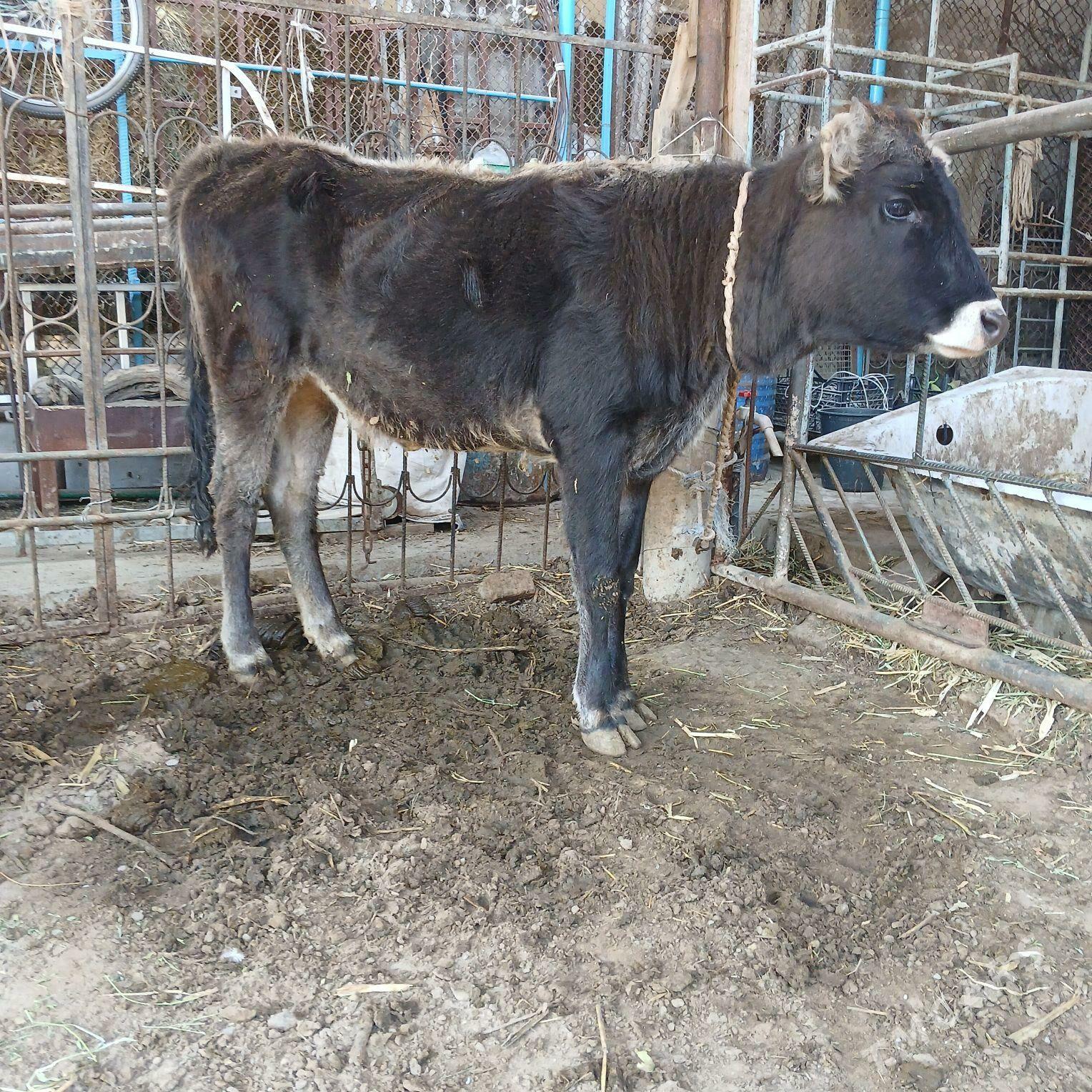 tuwe - Aşgabat - img 3