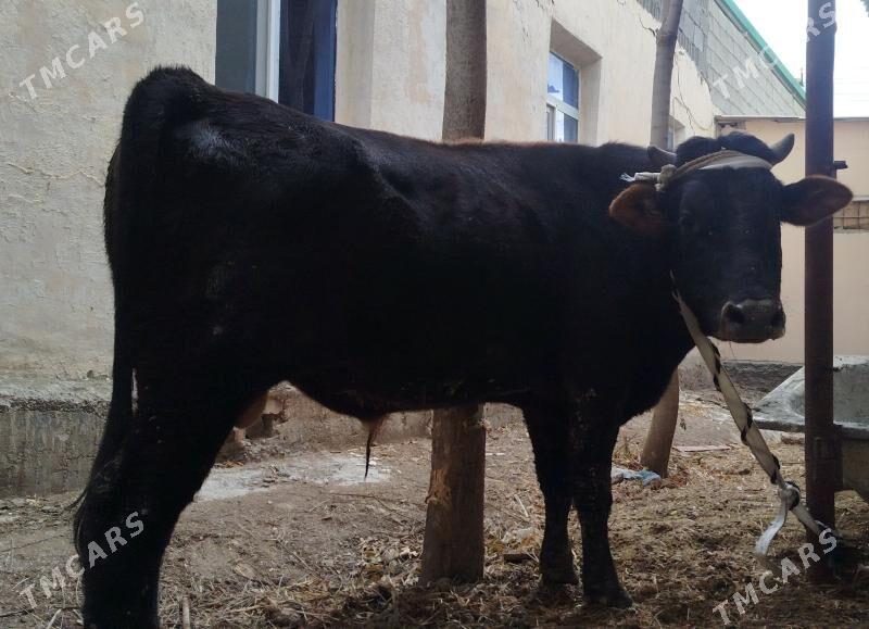 OKUZ - Ашхабад - img 8