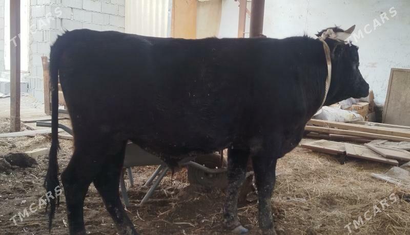 OKUZ - Ашхабад - img 5