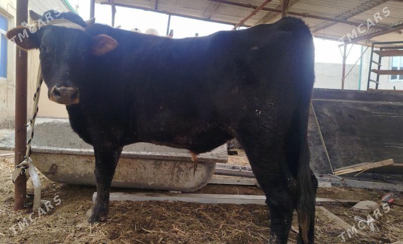 OKUZ - Ашхабад - img 2