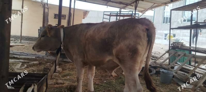 OKUZ - Ашхабад - img 7