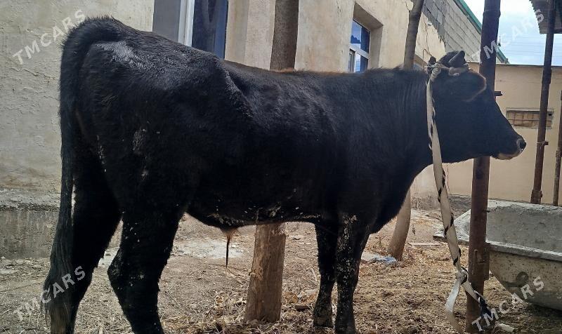 OKUZ - Ашхабад - img 3